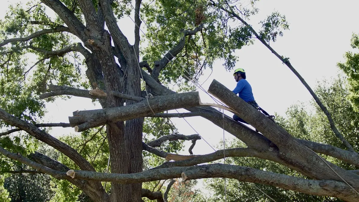 Professional Crown Thinning performed by certified arborists in Corpus Christi
