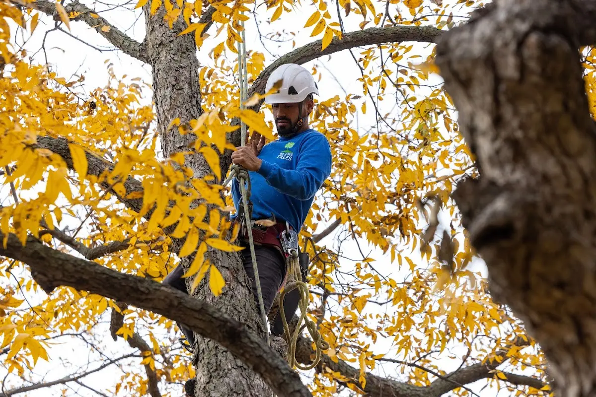 Skilled Tree Pruning crew working in Corpus Christi